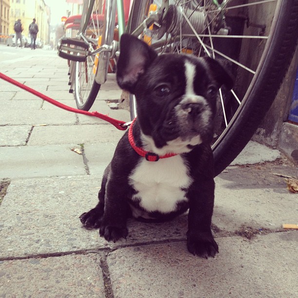 På promenad