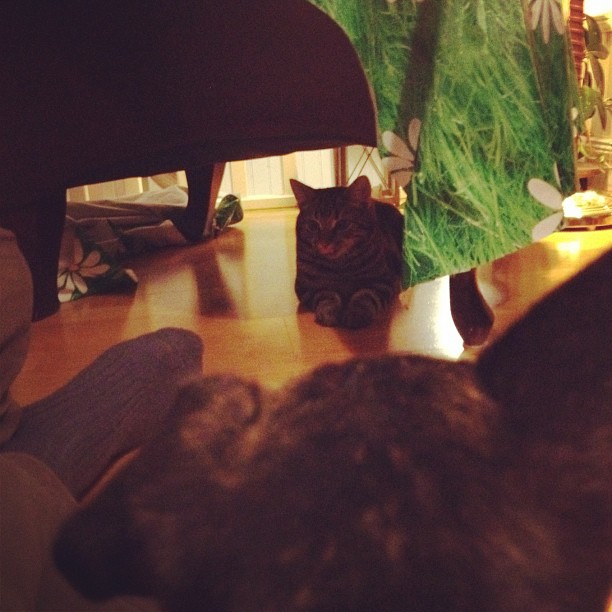 spanar katt
