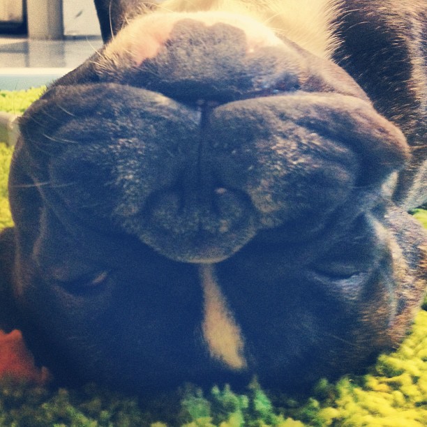 Sleepy Bulldog @gotlandsbryggeri