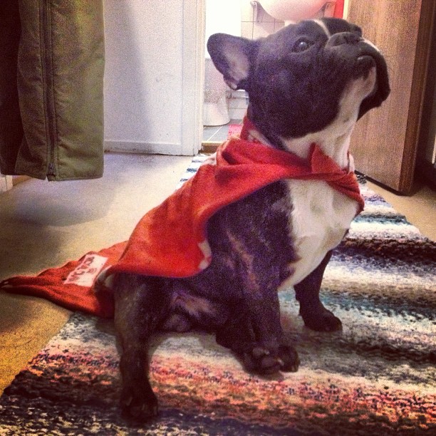 Super #valper, the incredible dog