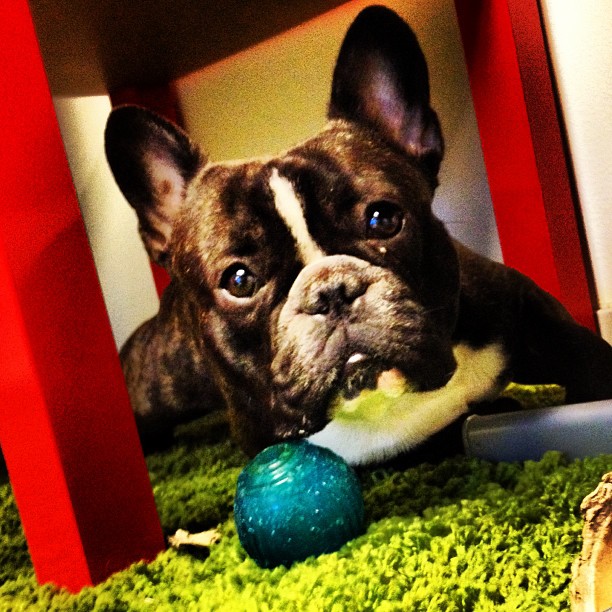 with his favourite ball