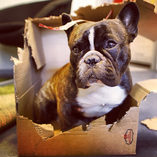 Dog in box.
