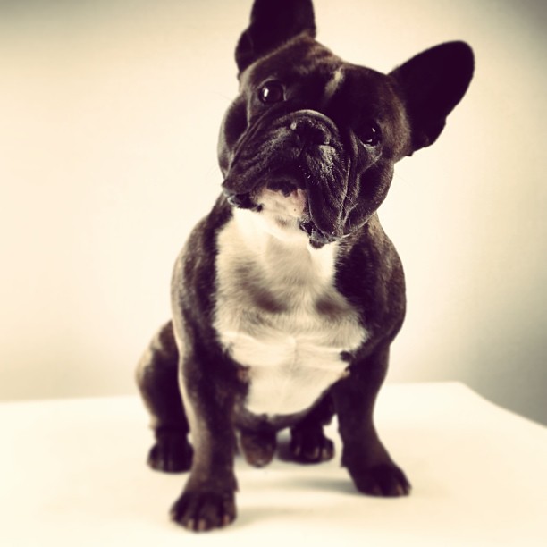 Dog in studio.