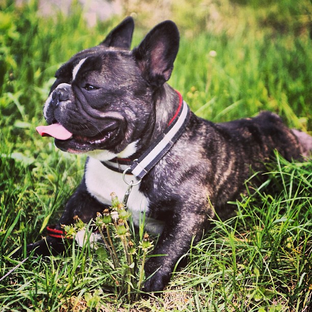 French hot dog in park
