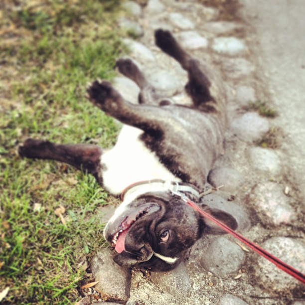 Tired after playing in the park