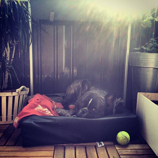 Afternoon nap at the