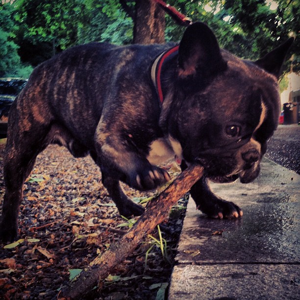 found a stick on the evening walk, total happiness.
