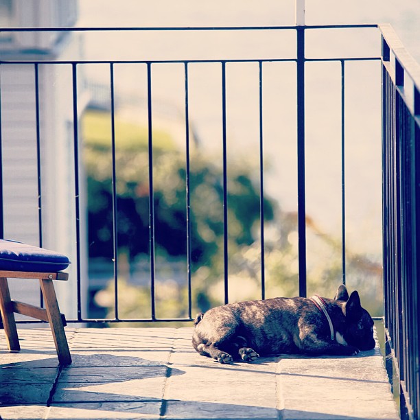 Hanging in the sun.