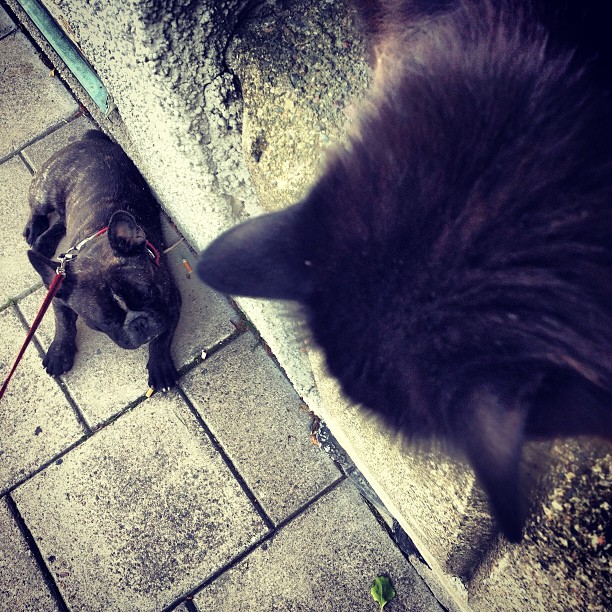 and cat.
