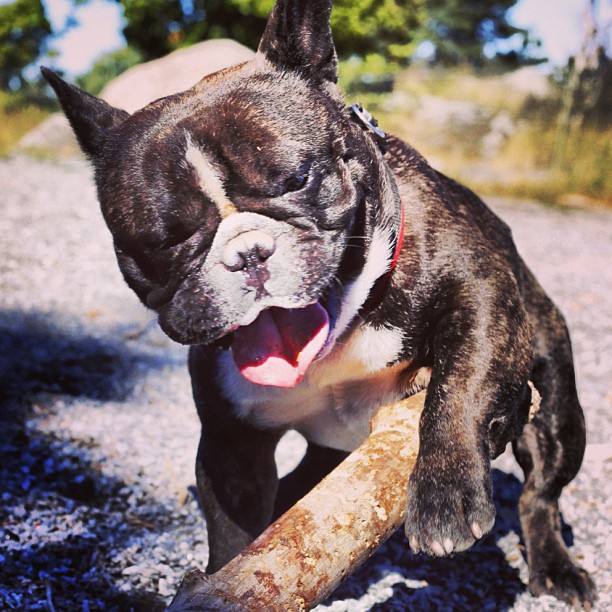back in the dog park.