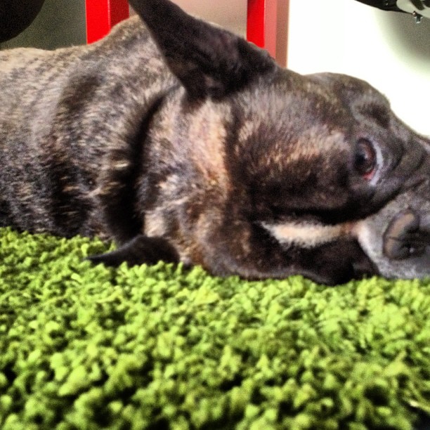 have missed his green carpet.