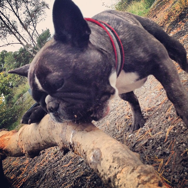 Back with the favourite log.