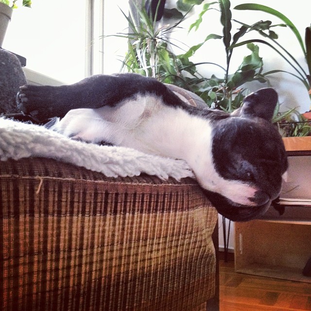 Sleepy bulldogg
