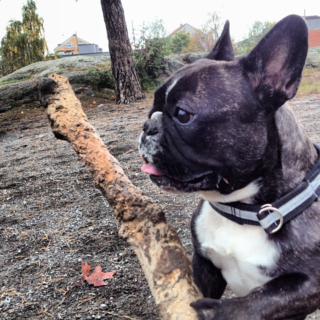 and his favourite log.