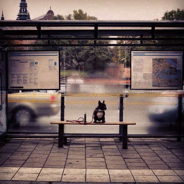 waiting for the school bus.