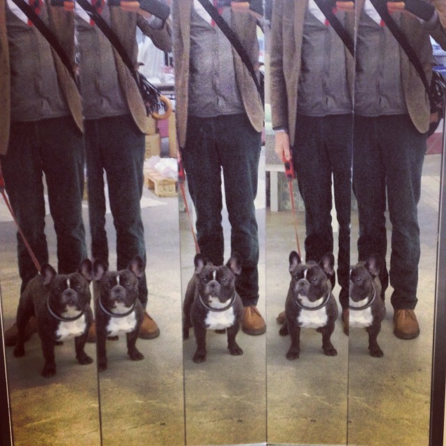 A lot of dogs.