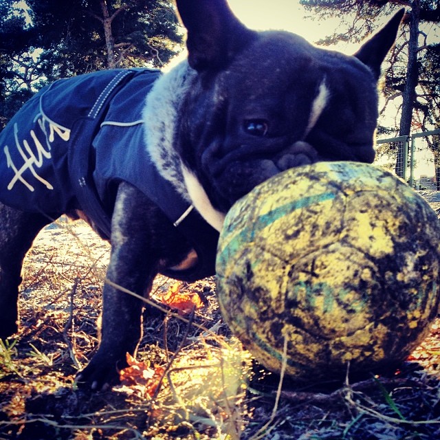 Winter sporting