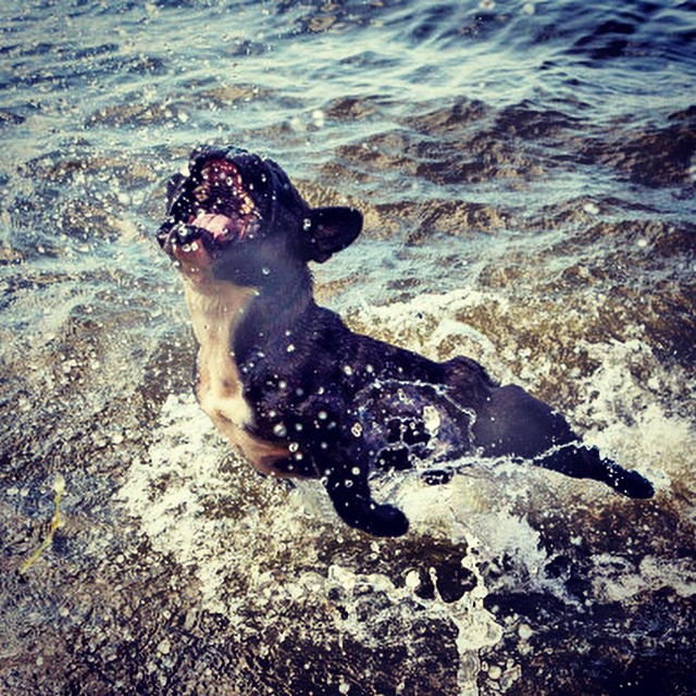 It was no Russian submarine. It was the Loch Ness monster.