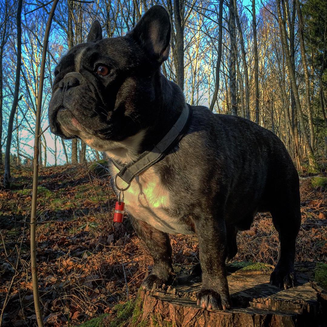 In the forest.