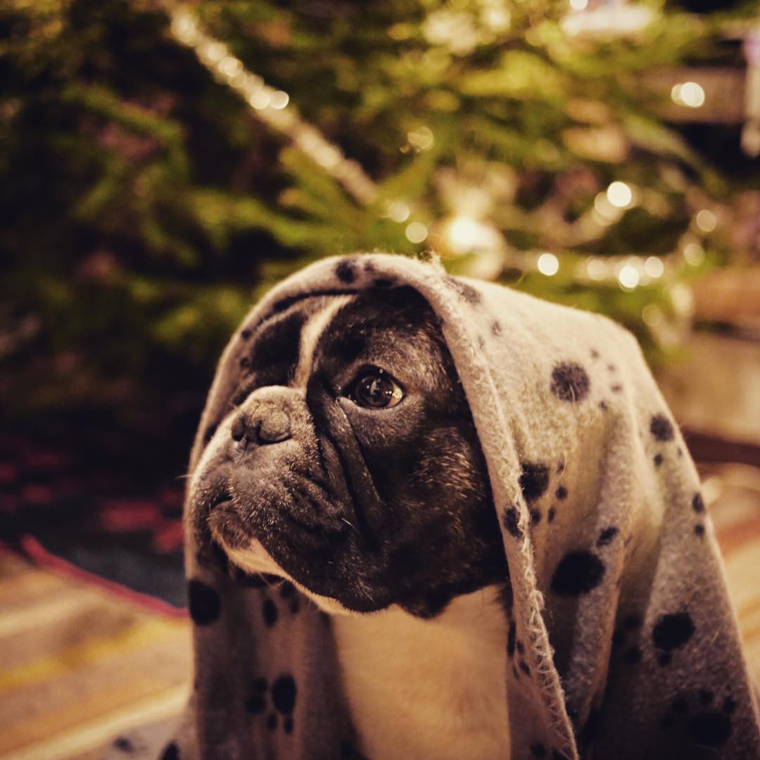 as Virgin Mary in a Christmas play.