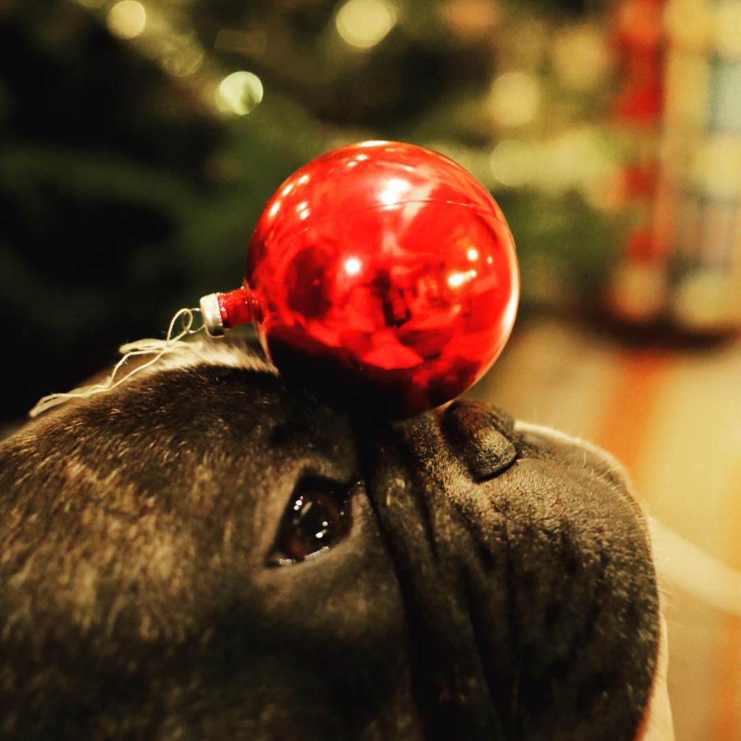 the red nosed