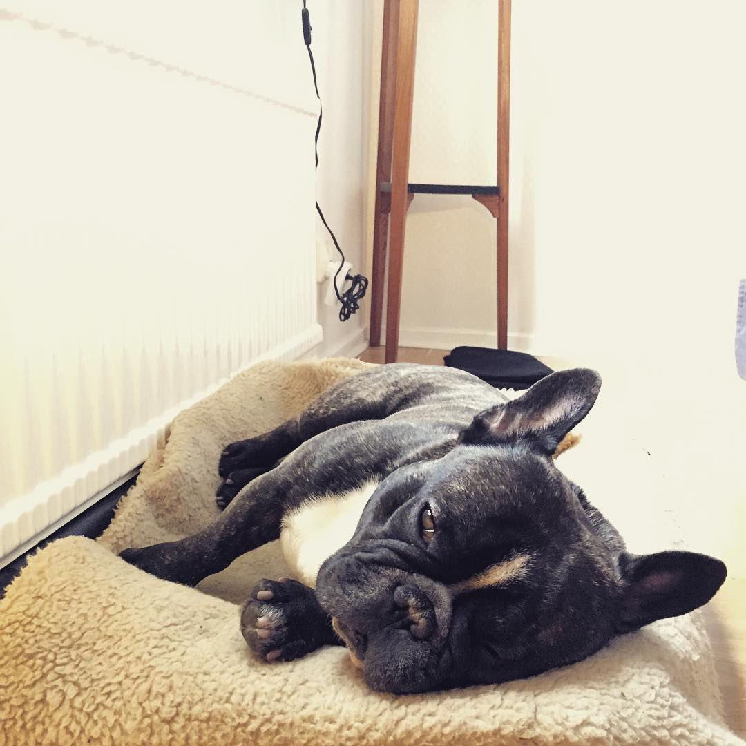 Master is ill. I am bored.