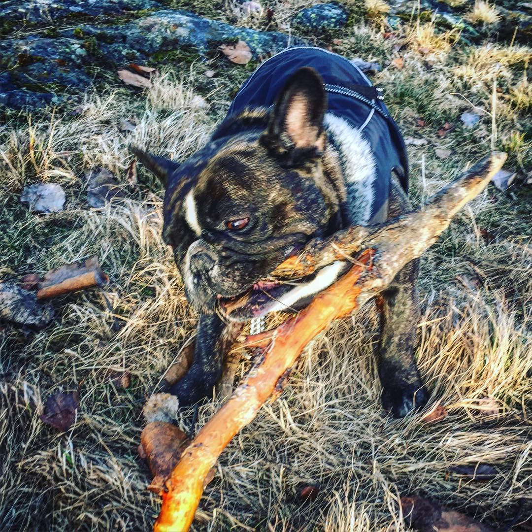 A stick in the sunset.