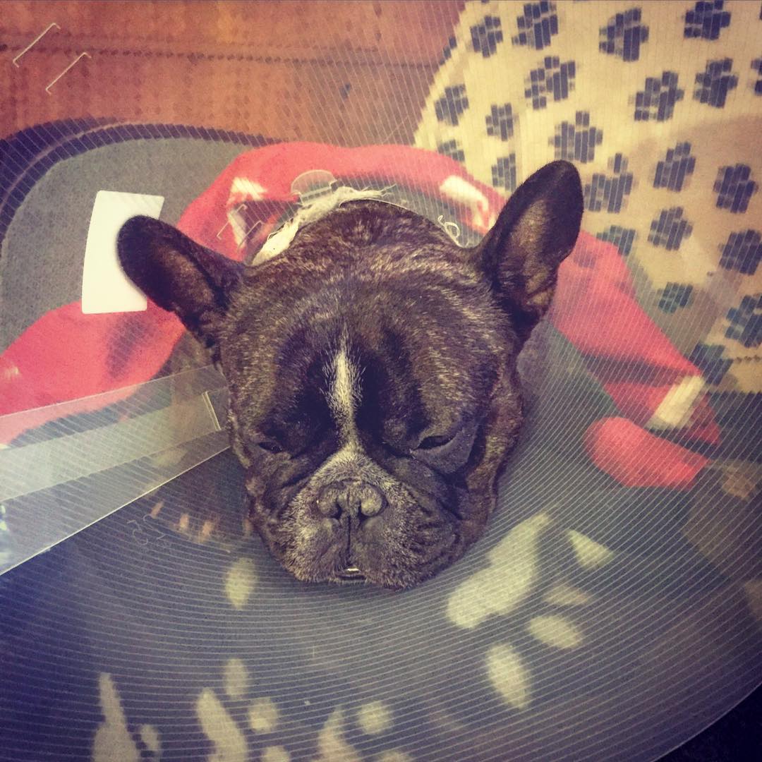 Trattprovning på drogad hund.