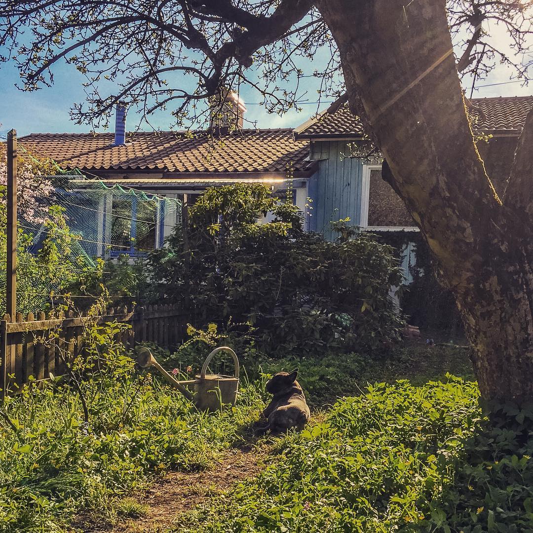Eftermiddagssol I djungeln.