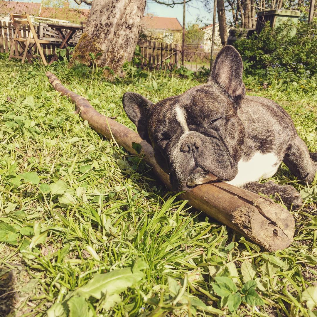 Resting log dog.
