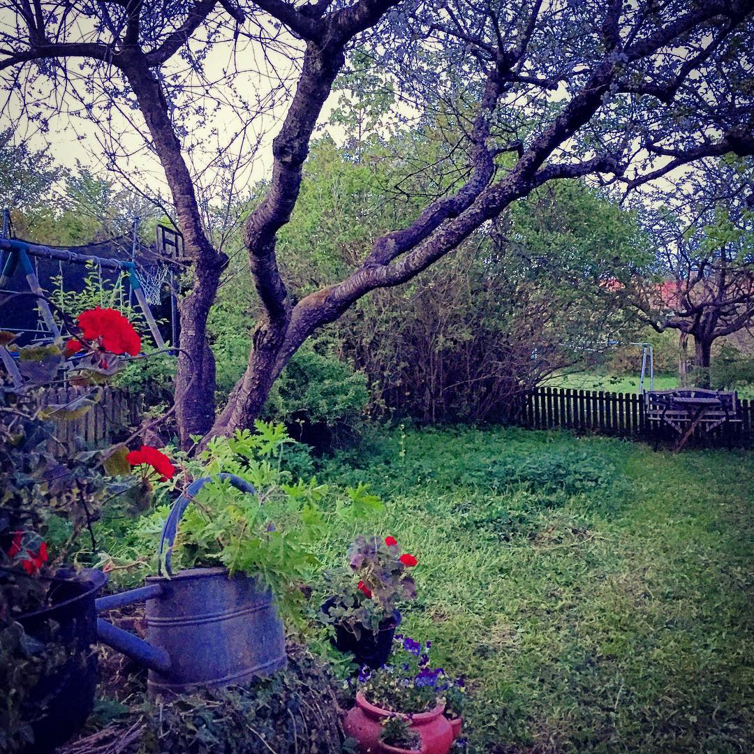 The garden