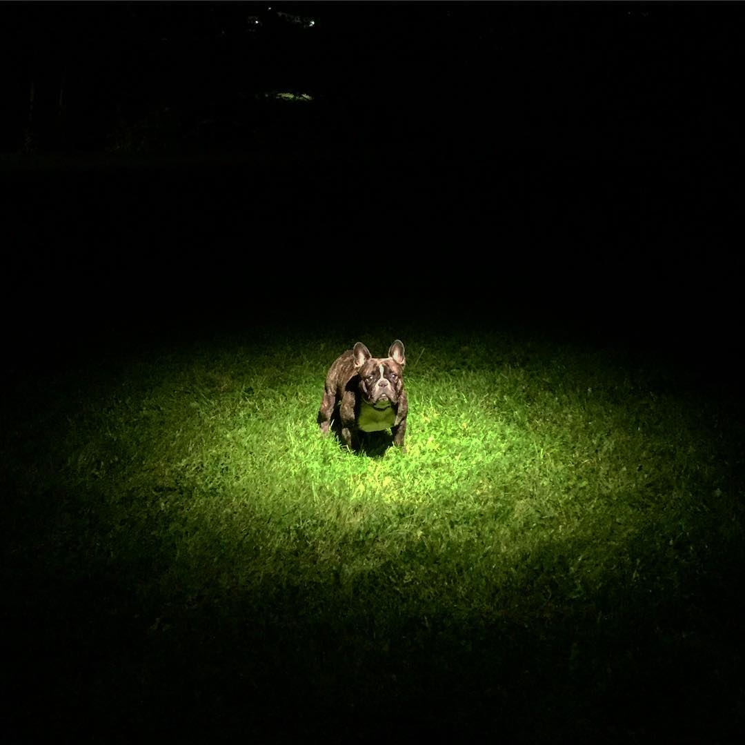 Spotlight
