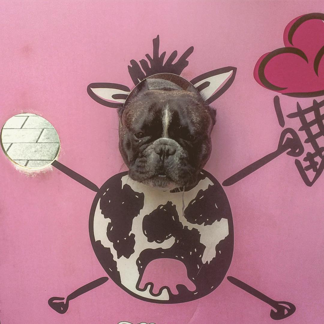 the Cow.