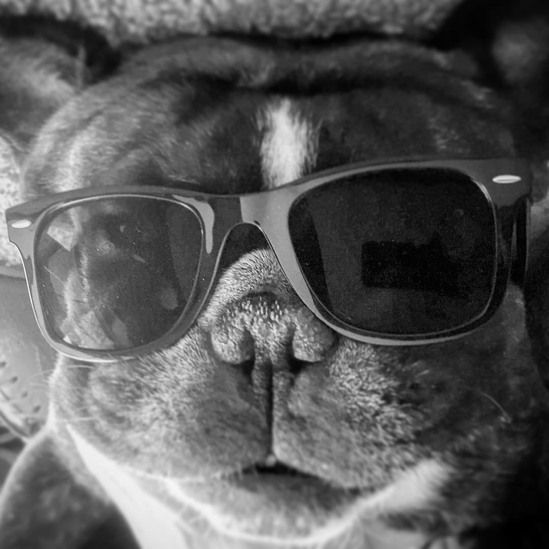 Cool dog.