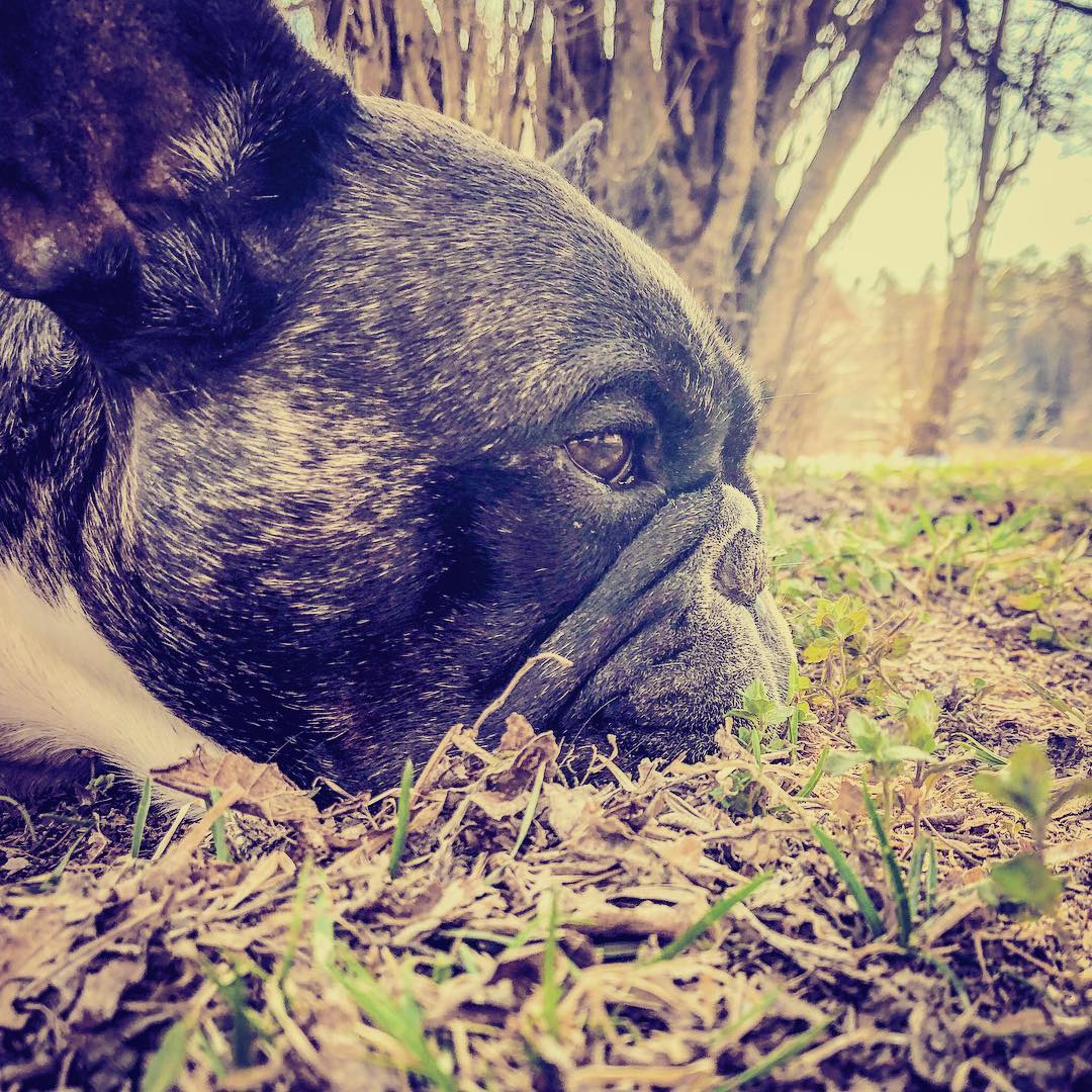 Vårhund.