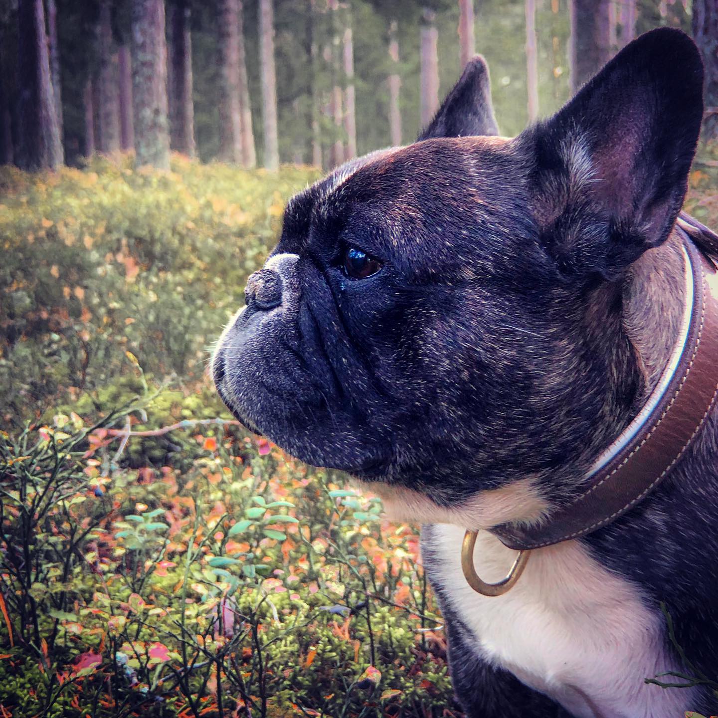 i skogen.