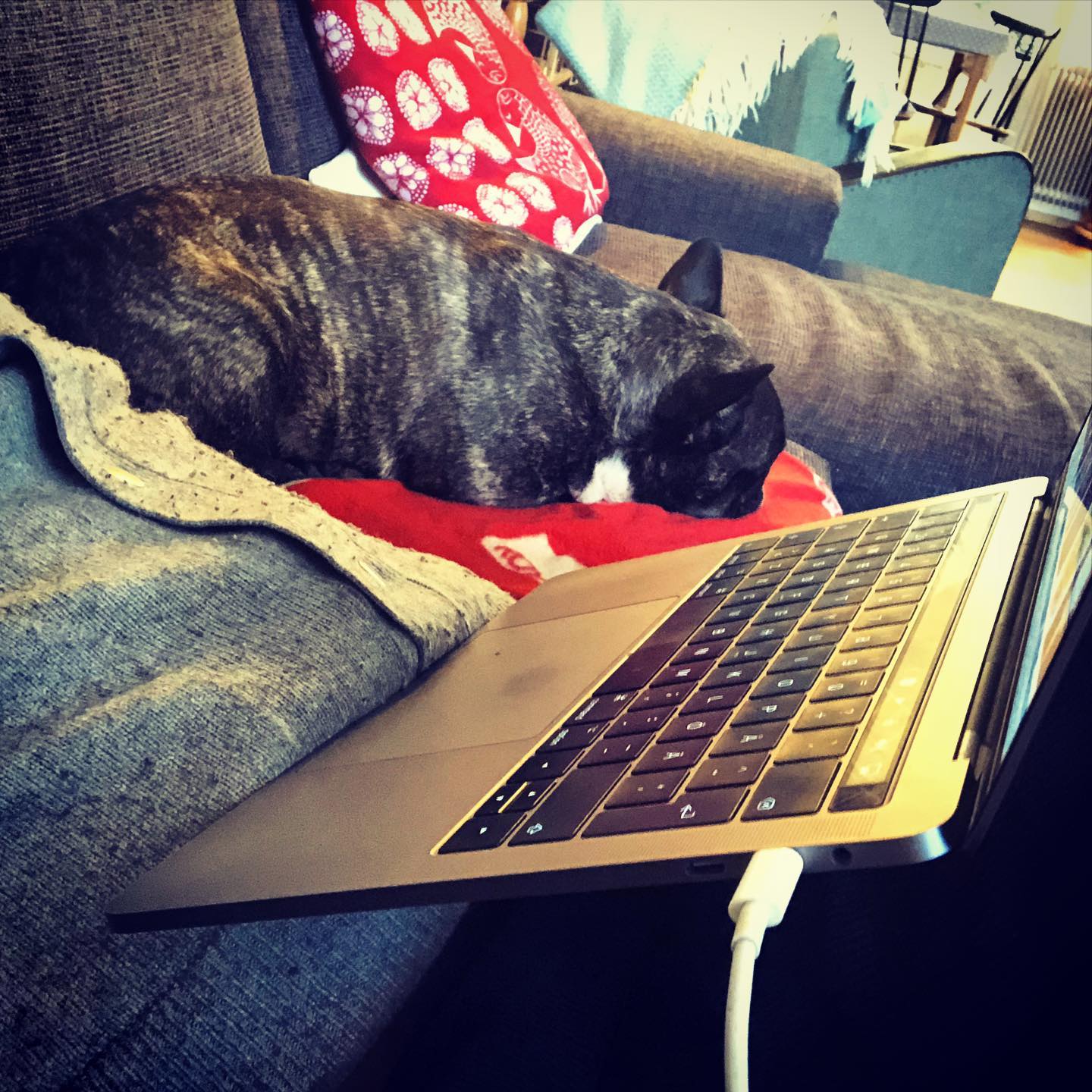 Jobbar hemma med sällskap.