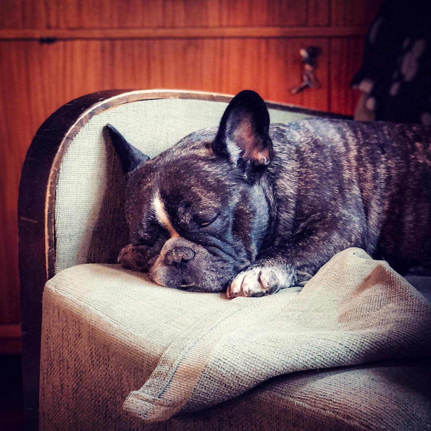 Har förmodligen den mest morgontrötta hunden. Enda aktiviteten fram till 11:30: förflytta sig från sängen till fåtöljen.