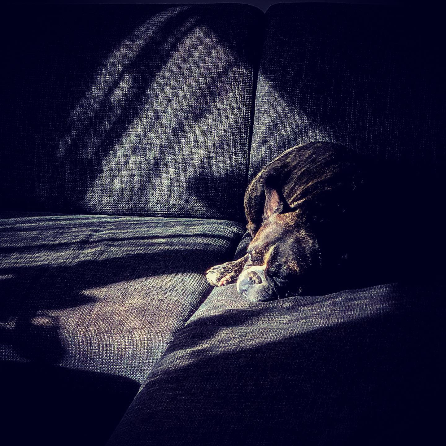 Födelsedagsvila i soffan.