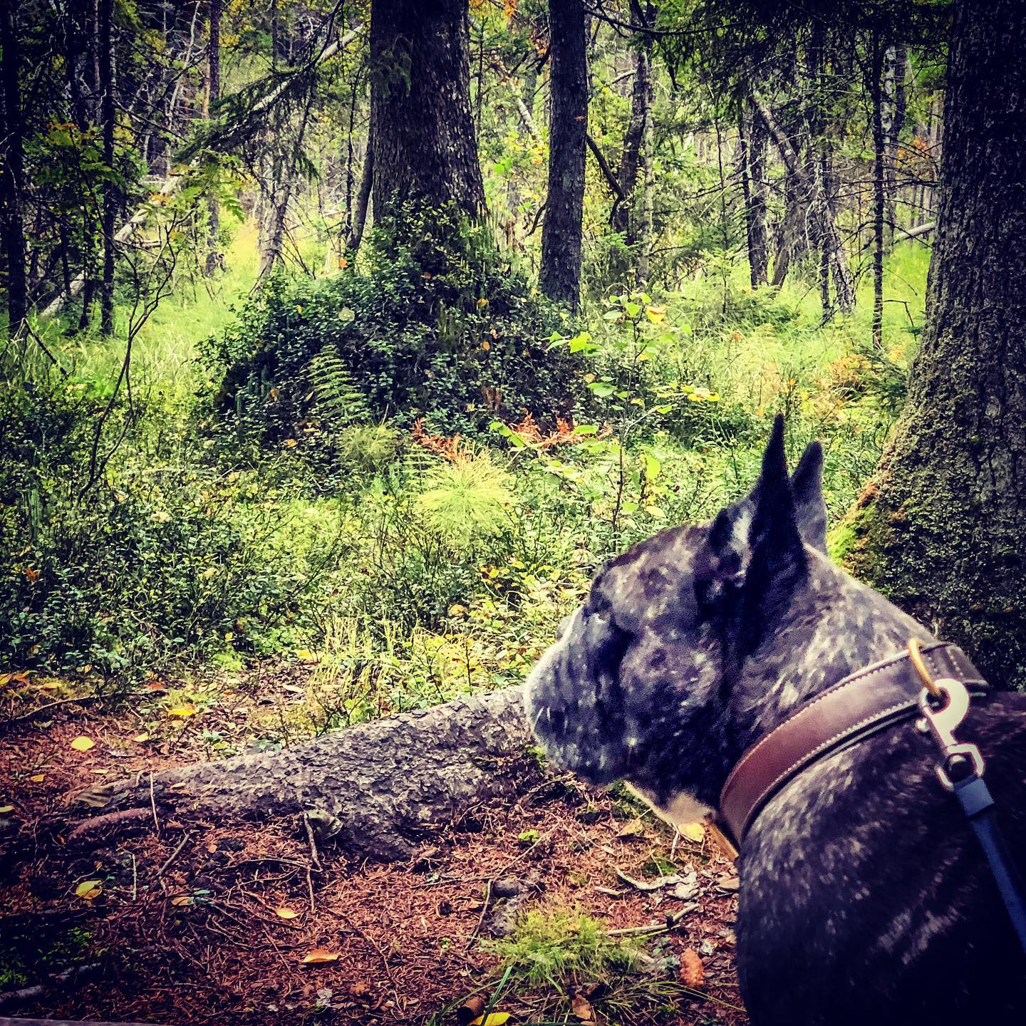 på spaning i Tyresta nationalpark.