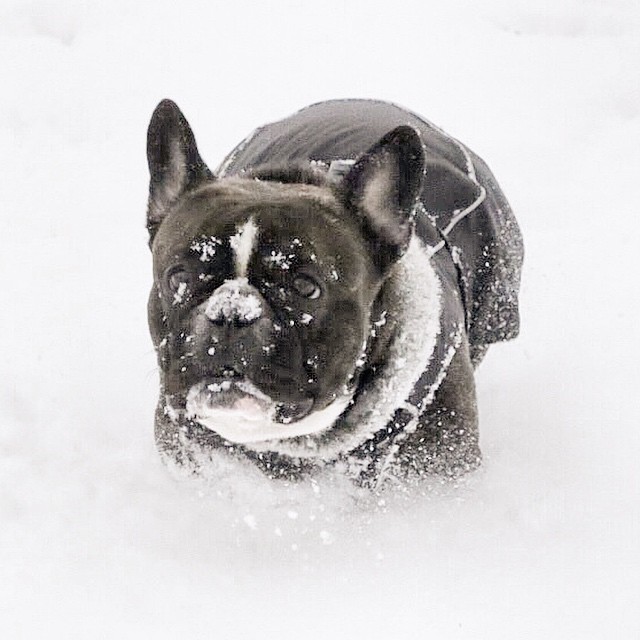 High spred snow monster