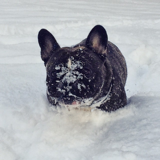 Another snowy day in the park with
