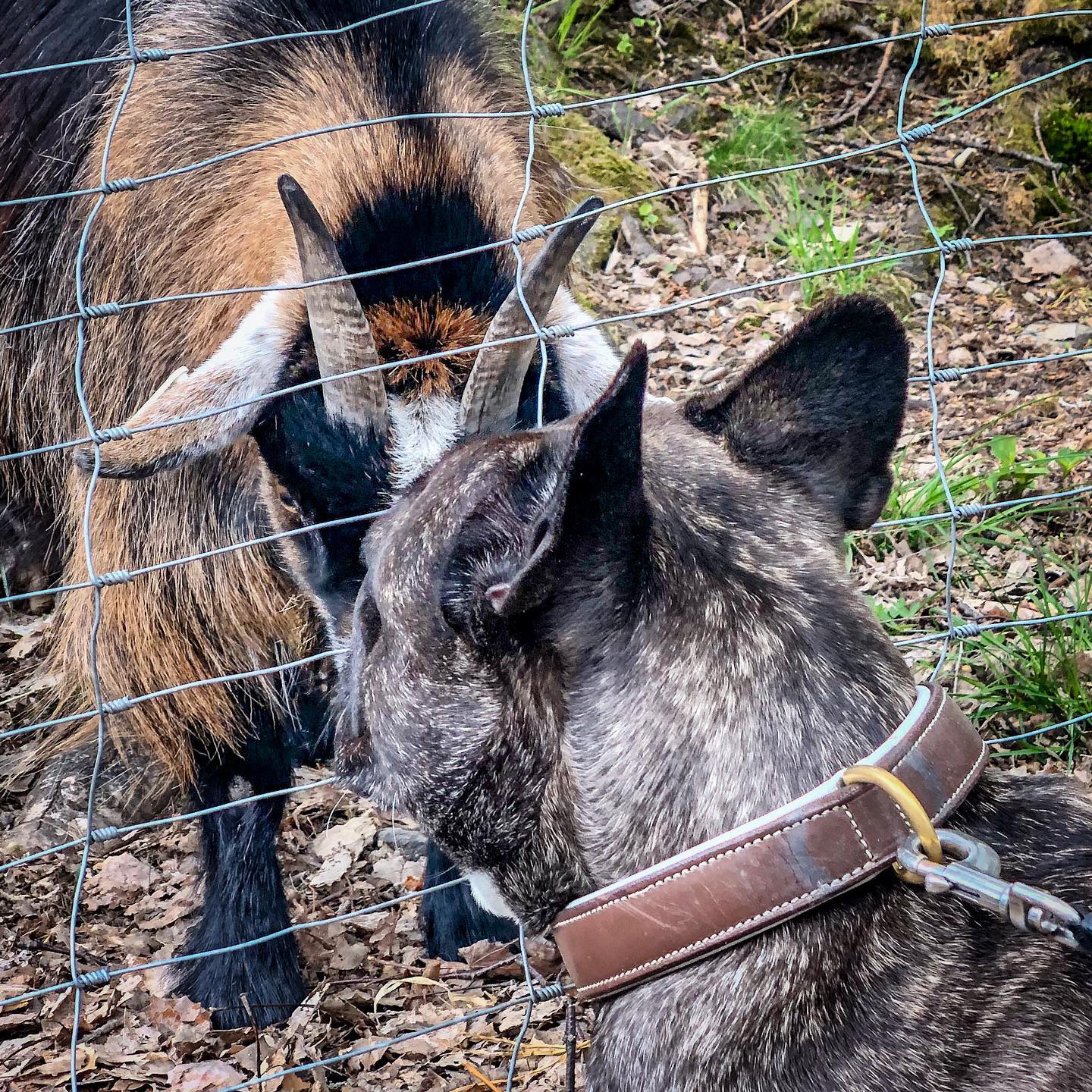 Get och hund.