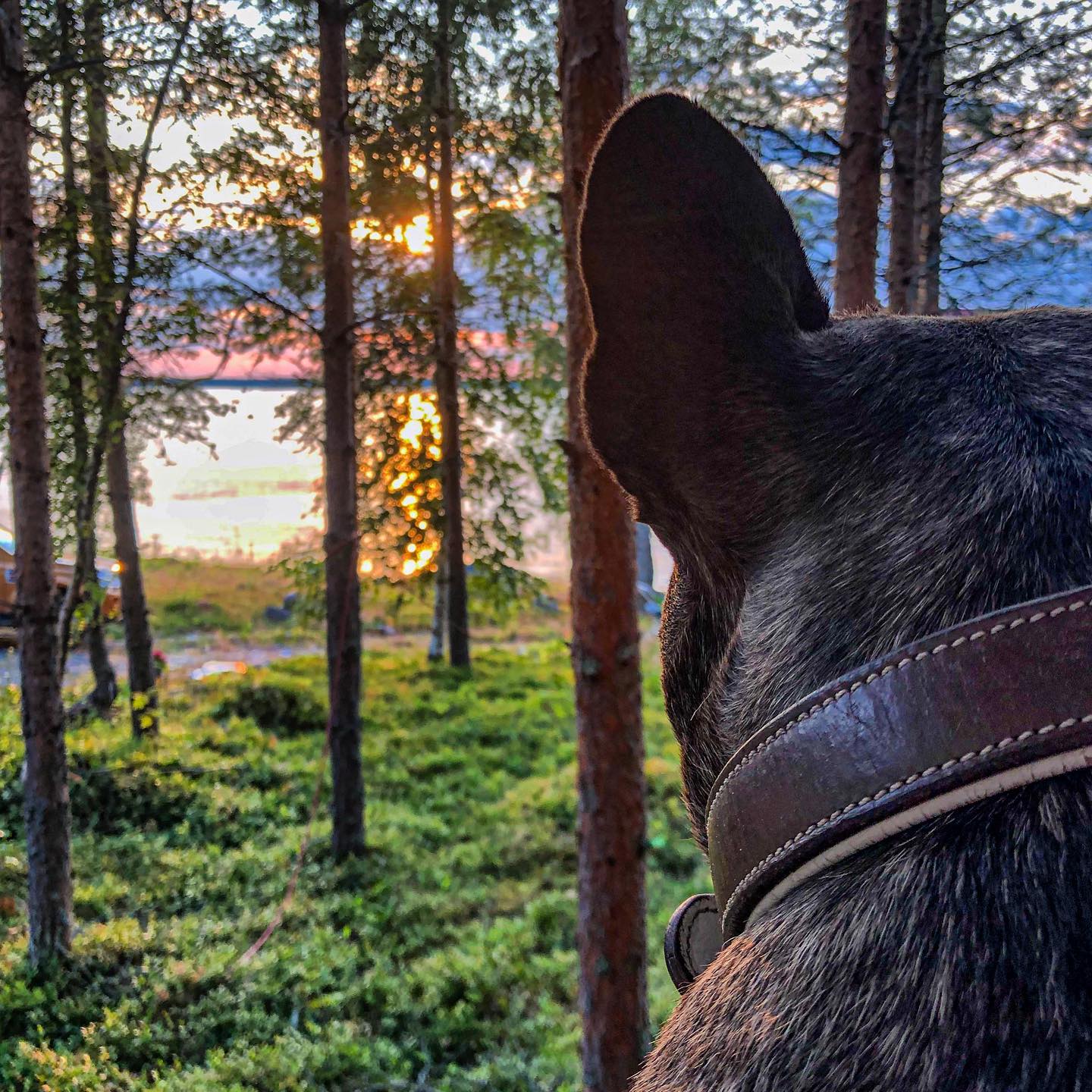 A dog with a view.
